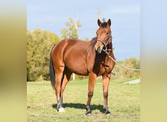 American Quarter Horse, Klacz, 1 Rok, 150 cm, Gniada