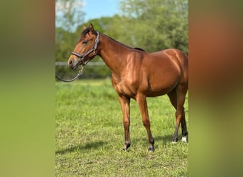 American Quarter Horse, Klacz, 1 Rok, 150 cm, Gniada