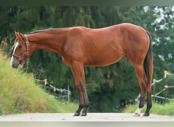 American Quarter Horse, Klacz, 1 Rok, 150 cm, Gniada