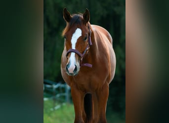 American Quarter Horse, Klacz, 1 Rok, 150 cm, Gniada