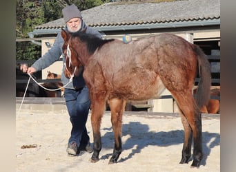 American Quarter Horse, Klacz, 1 Rok, 150 cm, Gniadodereszowata