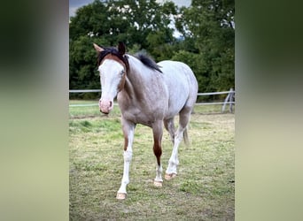 American Quarter Horse, Klacz, 1 Rok, 150 cm, Gniadodereszowata