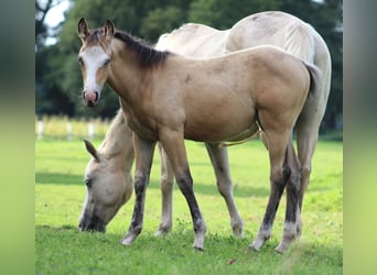 American Quarter Horse, Klacz, 1 Rok, 150 cm, Jelenia