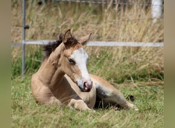 American Quarter Horse, Klacz, 1 Rok, 150 cm, Jelenia