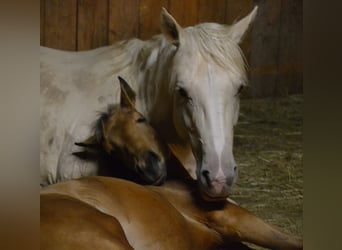 American Quarter Horse, Klacz, 1 Rok, 150 cm, Jelenia