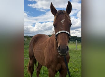 American Quarter Horse, Klacz, 1 Rok, 150 cm, Kasztanowata