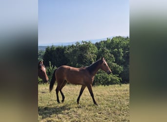 American Quarter Horse, Klacz, 1 Rok, 150 cm, Kasztanowata