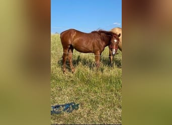 American Quarter Horse, Klacz, 1 Rok, 150 cm, Kasztanowata