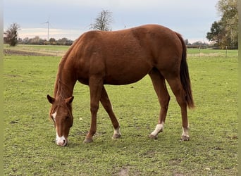 American Quarter Horse, Klacz, 1 Rok, 150 cm, Kasztanowata