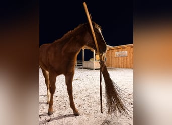 American Quarter Horse, Klacz, 1 Rok, 150 cm, Kasztanowata