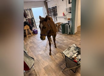 American Quarter Horse, Klacz, 1 Rok, 150 cm, Kasztanowata