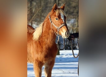 American Quarter Horse, Klacz, 1 Rok, 150 cm, Kasztanowata