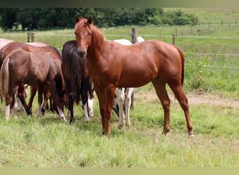 American Quarter Horse, Klacz, 1 Rok, 150 cm, Kasztanowata