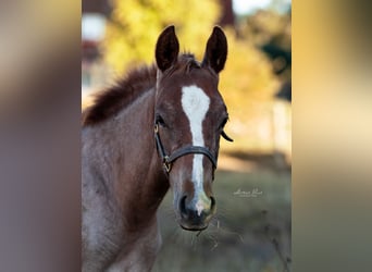 American Quarter Horse, Klacz, 1 Rok, 150 cm, Kasztanowatodereszowata