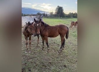 American Quarter Horse Mix, Klacz, 1 Rok, 150 cm