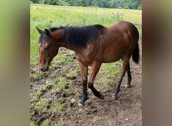 American Quarter Horse Mix, Klacz, 1 Rok, 150 cm