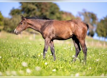 American Quarter Horse, Klacz, 1 Rok, 150 cm, Siwa