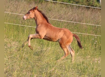 American Quarter Horse Mix, Klacz, 1 Rok, 150 cm, Szampańska