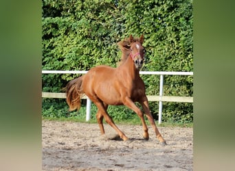 American Quarter Horse, Klacz, 1 Rok, 151 cm, Ciemnokasztanowata