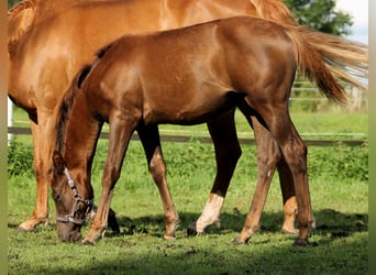 American Quarter Horse, Klacz, 1 Rok, 151 cm, Ciemnokasztanowata