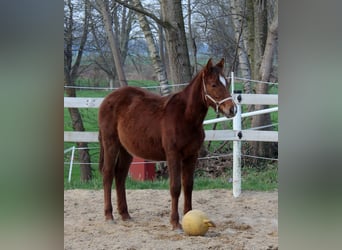 American Quarter Horse, Klacz, 1 Rok, 151 cm, Ciemnokasztanowata