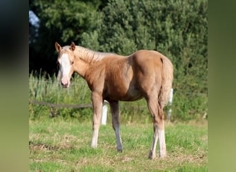 American Quarter Horse, Klacz, 1 Rok, 151 cm, Izabelowata
