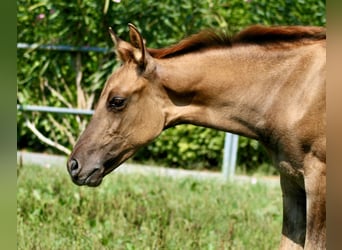 American Quarter Horse, Klacz, 1 Rok, 152 cm, Bułana