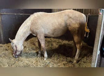 American Quarter Horse, Klacz, 1 Rok, 152 cm, Izabelowata