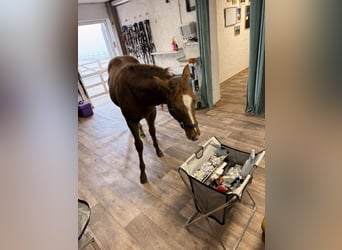 American Quarter Horse, Klacz, 1 Rok, 152 cm, Kasztanowata