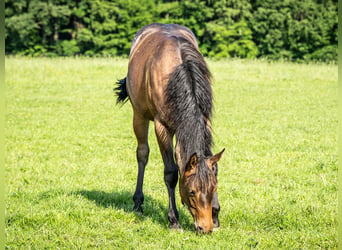 American Quarter Horse, Klacz, 1 Rok, 153 cm, Gniadodereszowata