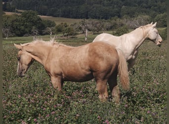 American Quarter Horse, Klacz, 1 Rok, 153 cm, Izabelowata