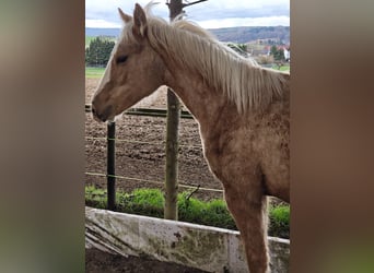 American Quarter Horse, Klacz, 1 Rok, 153 cm, Izabelowata