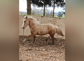 American Quarter Horse, Klacz, 1 Rok, 153 cm, Izabelowata