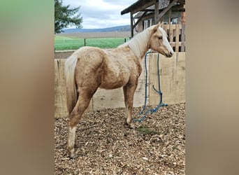 American Quarter Horse, Klacz, 1 Rok, 153 cm, Izabelowata