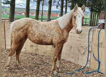 American Quarter Horse, Klacz, 1 Rok, 153 cm, Izabelowata