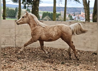 American Quarter Horse, Klacz, 1 Rok, 153 cm, Izabelowata