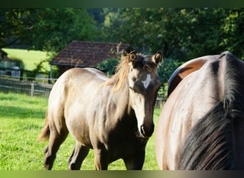 American Quarter Horse, Klacz, 1 Rok, 153 cm, Jelenia