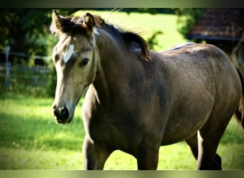 American Quarter Horse, Klacz, 1 Rok, 153 cm, Jelenia