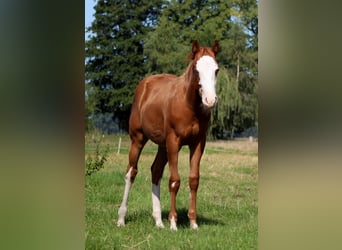 American Quarter Horse, Klacz, 1 Rok, 153 cm, Kasztanowata