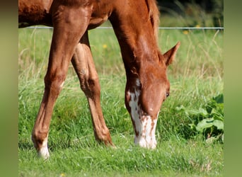 American Quarter Horse, Klacz, 1 Rok, 153 cm, Kasztanowata