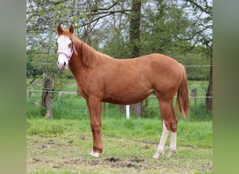 American Quarter Horse, Klacz, 1 Rok, 153 cm, Kasztanowata