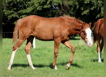 American Quarter Horse, Klacz, 1 Rok, 153 cm, Kasztanowata