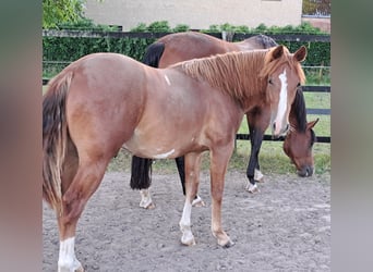American Quarter Horse, Klacz, 1 Rok, 153 cm, Kasztanowata