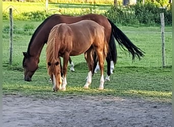 American Quarter Horse, Klacz, 1 Rok, 153 cm, Kasztanowata