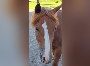 American Quarter Horse, Klacz, 1 Rok, 153 cm, Kasztanowata