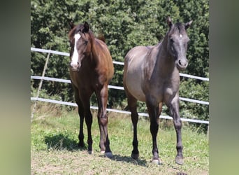 American Quarter Horse, Klacz, 1 Rok, 155 cm, Ciemnogniada