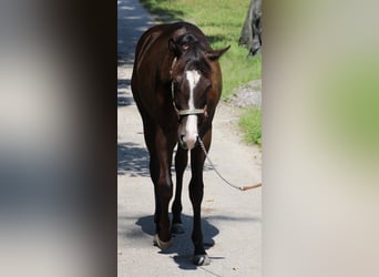 American Quarter Horse, Klacz, 1 Rok, 155 cm, Ciemnogniada