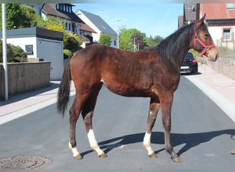 American Quarter Horse, Klacz, 1 Rok, 155 cm, Gniada