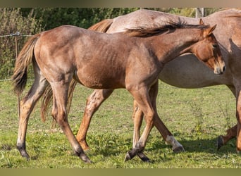 American Quarter Horse, Klacz, 1 Rok, 155 cm, Gniadodereszowata