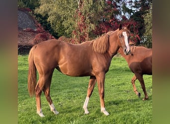 American Quarter Horse, Klacz, 1 Rok, 155 cm, Kasztanowata